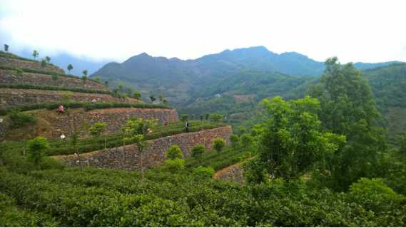 安康富硒茶引爆中國西部最牛茶專業展會(圖2) 安康富硒茶引爆中國西部最牛茶專業展會(圖2)